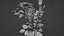 Small Rose Plant