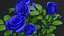 Small Rose Plant
