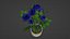Small Rose Plant