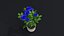 Small Rose Plant