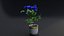Small Rose Plant