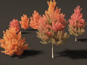 3D Acer monspessulanum - Montpellier 01
