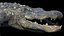 3D Crocodile Rigged 3D