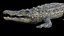 3D Crocodile Rigged 3D