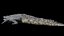 3D Crocodile Rigged 3D