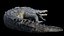 3D Crocodile Rigged 3D