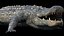 3D Crocodile Rigged 3D