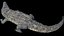 3D Crocodile Rigged 3D