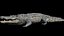 3D Crocodile Rigged 3D