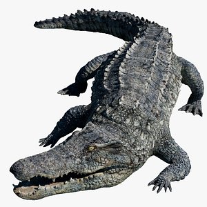 3D Crocodile Rigged 3D