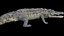 3D Crocodile Rigged 3D