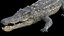 3D Crocodile Rigged 3D