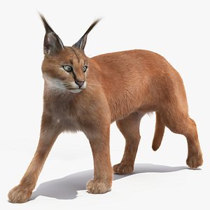 3D Caracal Cat Walking Pose Fur