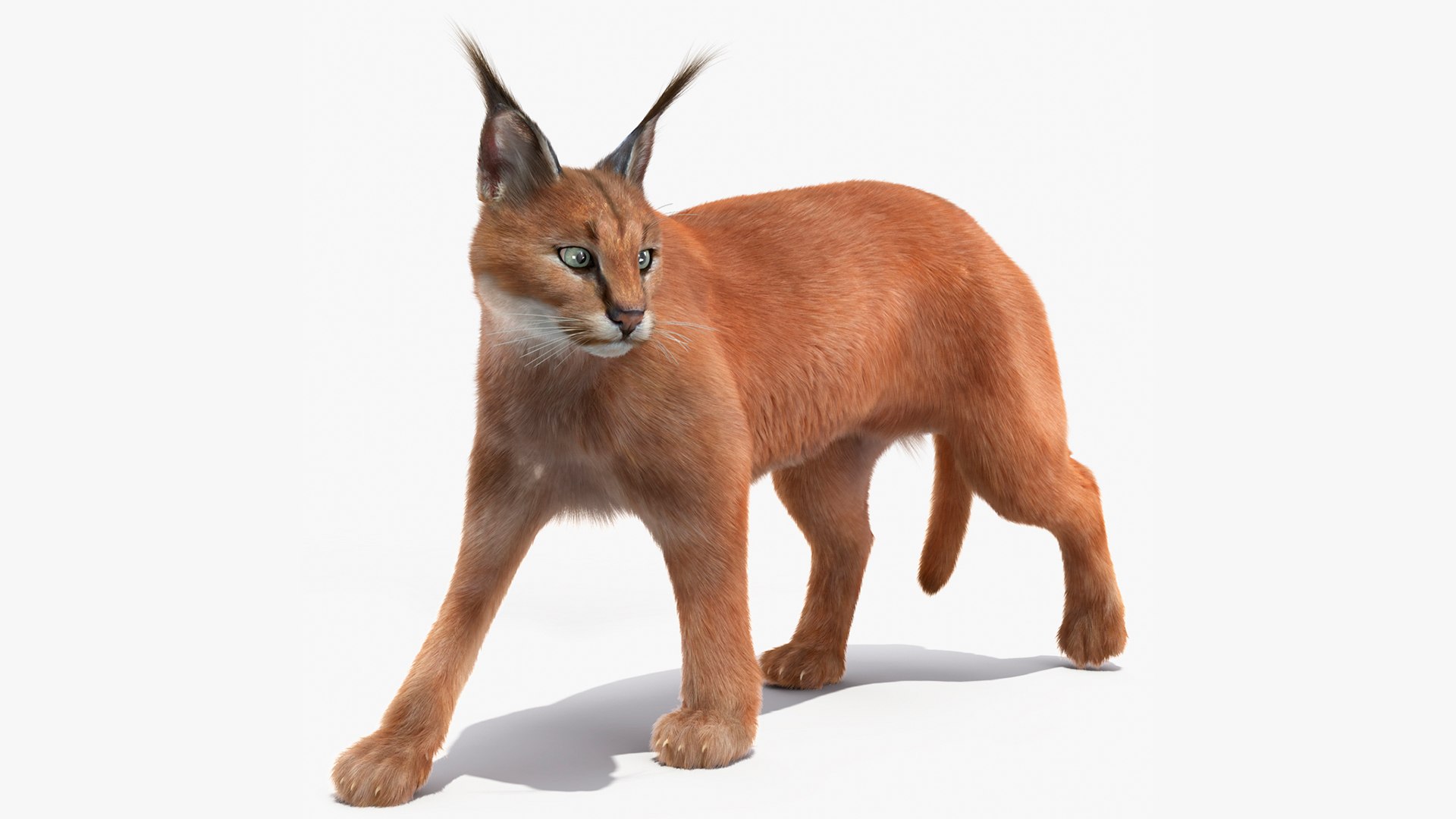 caracalcatwalkingposefur3dsmod