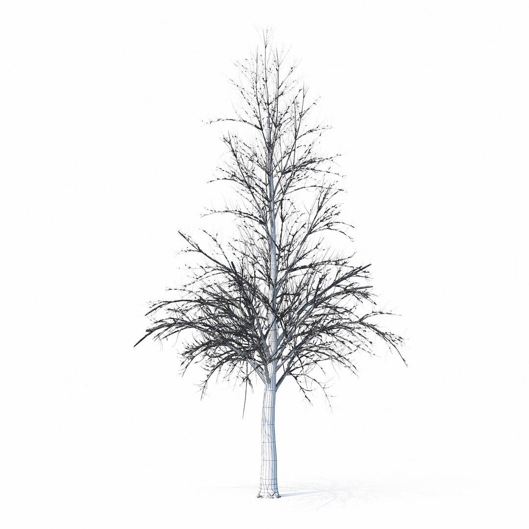 winter tree bush 3D model https://p.turbosquid.com/ts-thumb/dU/vUD9Qe/GjW85PJ6/w_01copy5/jpg/1515139100/1920x1080/fit_q87/a8372d5afb23cfff4d6b8b6b500a0d9b1f75ba20/w_01copy5.jpg