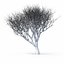 Colección Winter Tree &amp; Bush