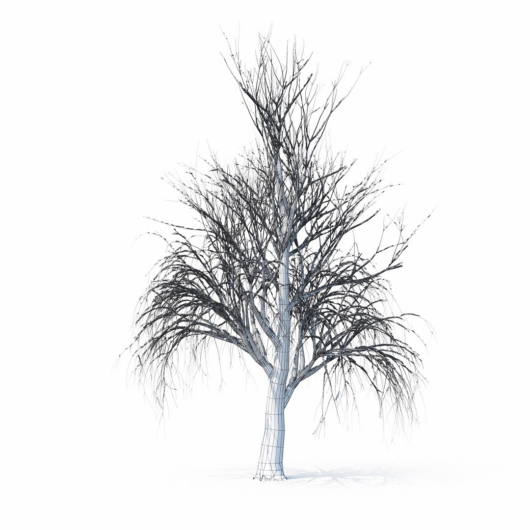 winter tree bush 3D model https://p.turbosquid.com/ts-thumb/dU/vUD9Qe/cgCEOZPl/w_01copy8/jpg/1515139100/1920x1080/fit_q87/847a1971e6092fd3bbf1bd5da6d5a7a6f0ff3873/w_01copy8.jpg