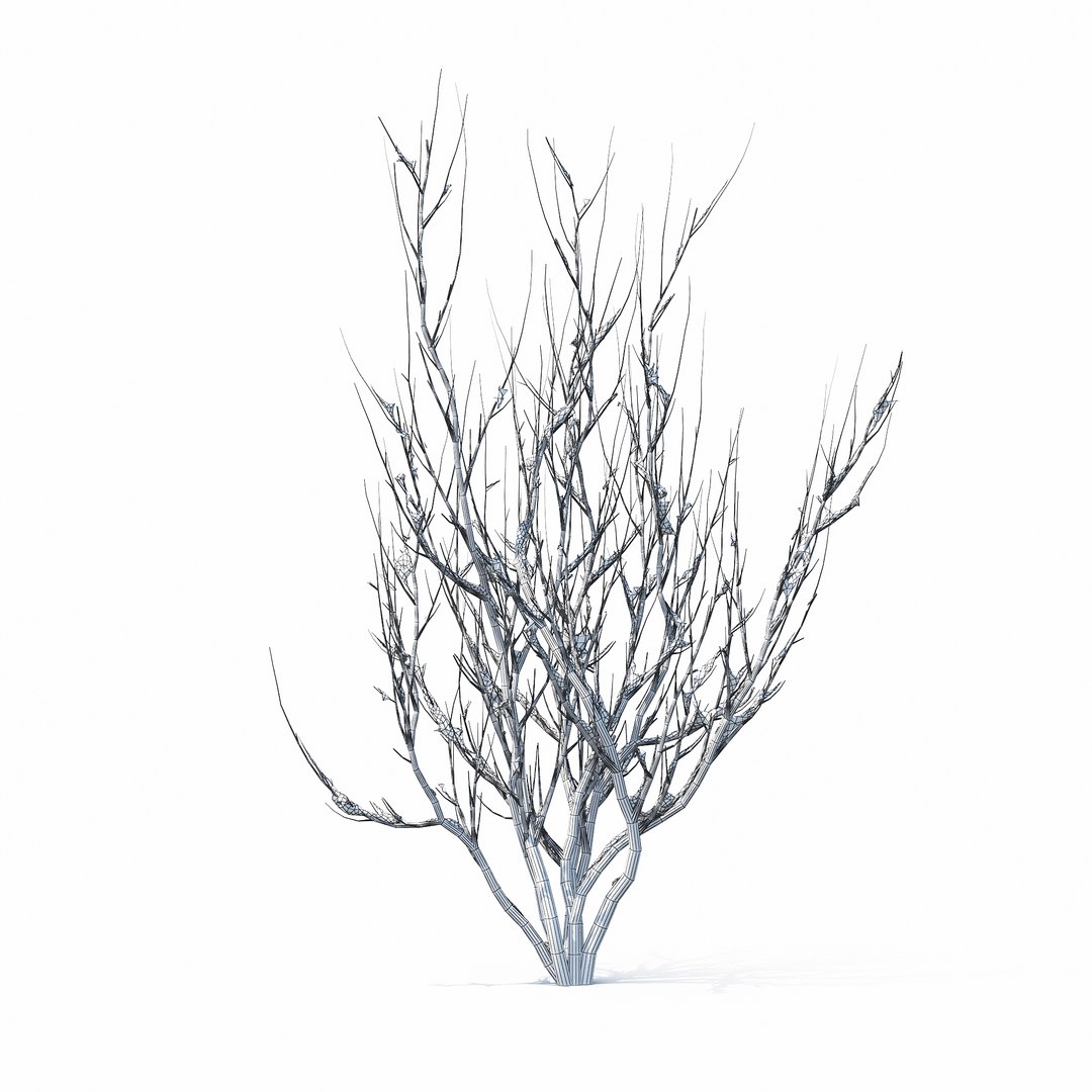 winter tree bush 3D model https://p.turbosquid.com/ts-thumb/dU/vUD9Qe/u00RiIdl/w_01copy/jpg/1515139267/1920x1080/fit_q87/da385c6d19b581fedd5b82de16dc9b7bce2d5772/w_01copy.jpg