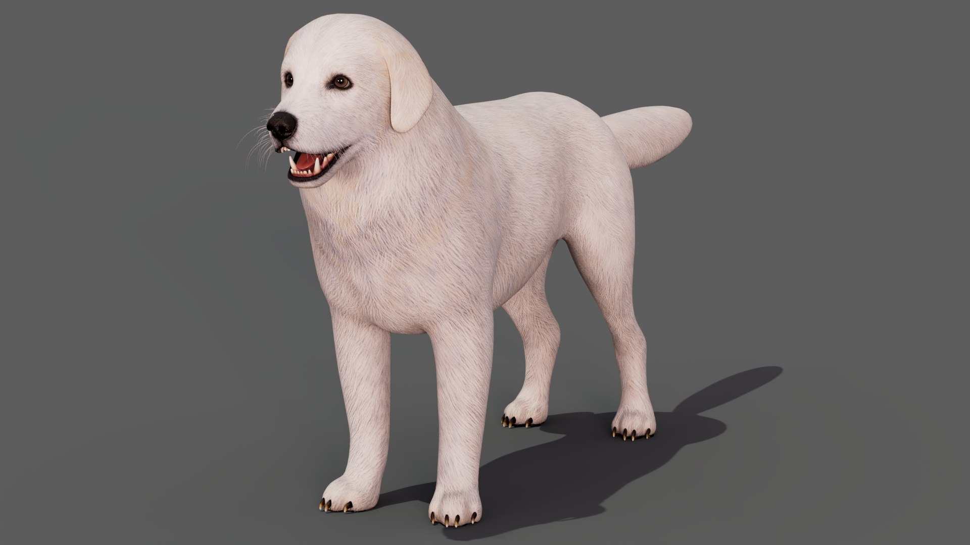 Great Pyrenees Dog 3D model https://p.turbosquid.com/ts-thumb/dU/zx2Erv/2H/greatpyreneesdog3dmodel09/jpg/1769290482/1920x1080/fit_q87/2e57c7bb131c5abdc304f52b84cb5b4138fb3aef/greatpyreneesdog3dmodel09.jpg