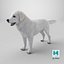 Great Pyrenees Dog 3D model