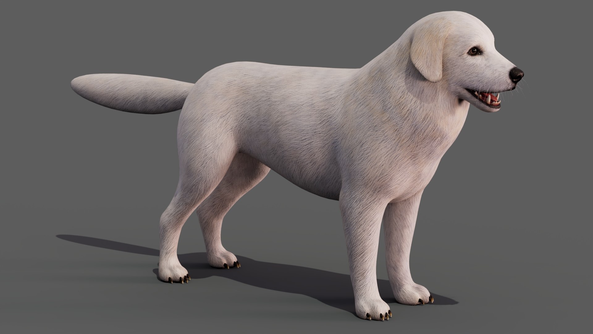 Great Pyrenees Dog 3D model https://p.turbosquid.com/ts-thumb/dU/zx2Erv/2Y/greatpyreneesdog3dmodel03/jpg/1769290480/1920x1080/fit_q87/59c08e5ae09c02bbc2bed4bd25a67aaddfee3892/greatpyreneesdog3dmodel03.jpg