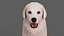 Great Pyrenees Dog 3D model