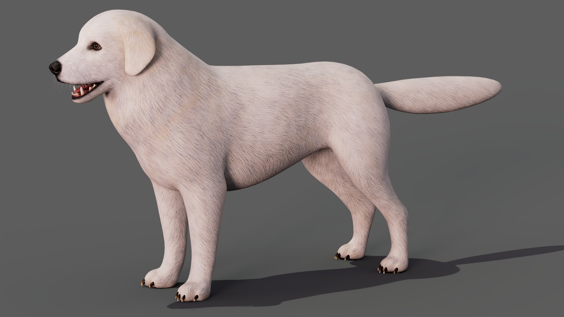 Great Pyrenees Dog 3D model https://p.turbosquid.com/ts-thumb/dU/zx2Erv/E1/greatpyreneesdog3dmodel08/jpg/1769290482/1920x1080/fit_q87/c70e80fbbdd3fac9c068c1a8ee961a7c53fc7086/greatpyreneesdog3dmodel08.jpg