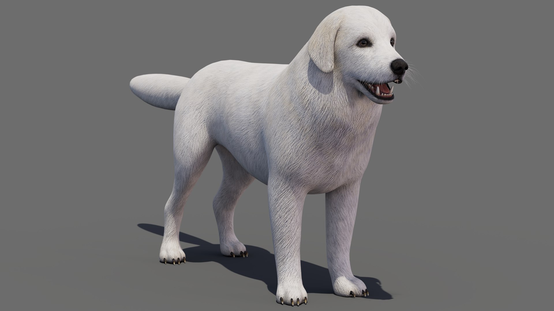 Great Pyrenees Dog 3D model https://p.turbosquid.com/ts-thumb/dU/zx2Erv/Pz/greatpyreneesdog3dmodel02/jpg/1769290480/1920x1080/fit_q87/739e9743279ce29ce86fc32058886651ef6604e0/greatpyreneesdog3dmodel02.jpg