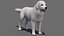 Great Pyrenees Dog 3D model