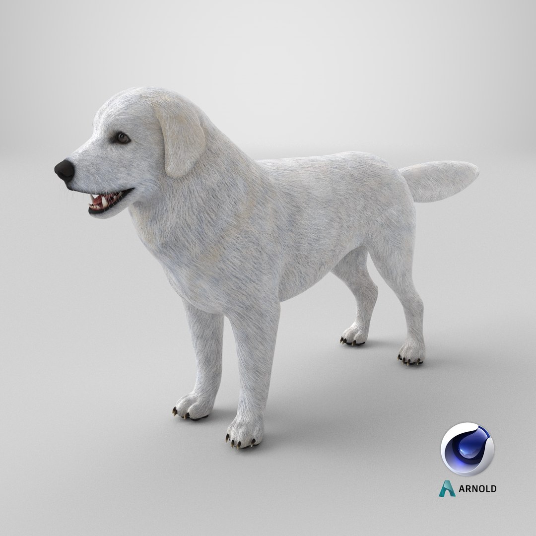 Great Pyrenees Dog 3D model https://p.turbosquid.com/ts-thumb/dU/zx2Erv/SZ/stemcell_cinema_4d_arnold_render/png/1770059534/1920x1080/fit_q87/d31df08e1ade46ca9aa25e86411f803b05d2932a/stemcell_cinema_4d_arnold_render.jpg