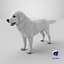 Great Pyrenees Dog 3D model
