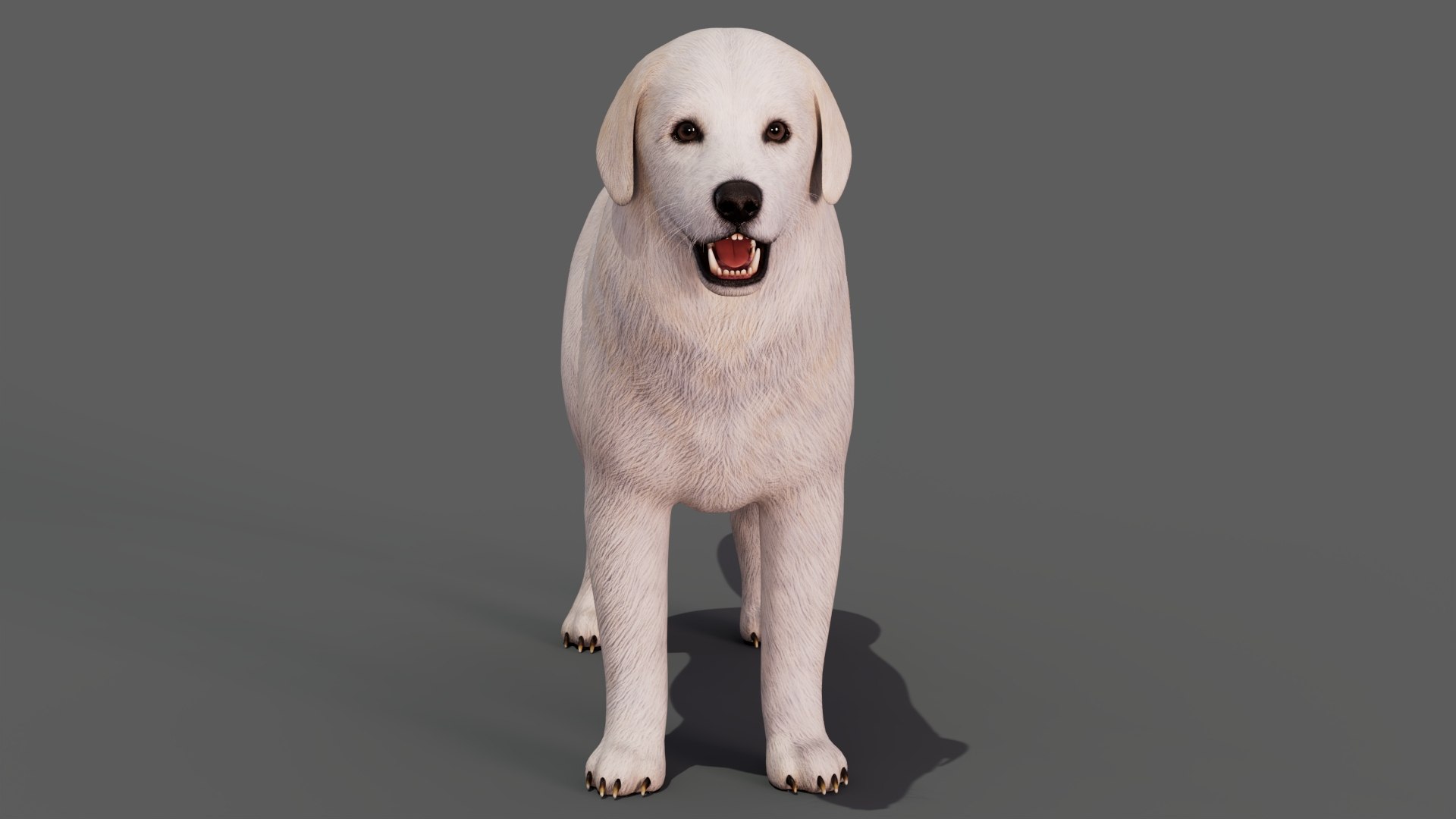 Great Pyrenees Dog 3D model https://p.turbosquid.com/ts-thumb/dU/zx2Erv/UL/greatpyreneesdog3dmodel10/jpg/1769290483/1920x1080/fit_q87/a7157555f99f6a30feefa7e4ed3747230abdce9a/greatpyreneesdog3dmodel10.jpg