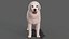 Great Pyrenees Dog 3D model