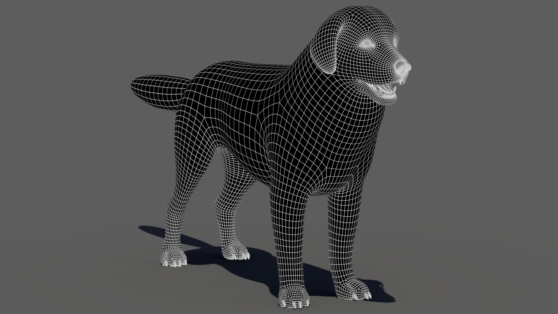 Great Pyrenees Dog 3D model https://p.turbosquid.com/ts-thumb/dU/zx2Erv/XK/greatpyreneesdog3dmodelwireframe1/jpg/1769290486/1920x1080/fit_q87/6fe93ddcb47e67b9a2526b5108ac676a8332a531/greatpyreneesdog3dmodelwireframe1.jpg