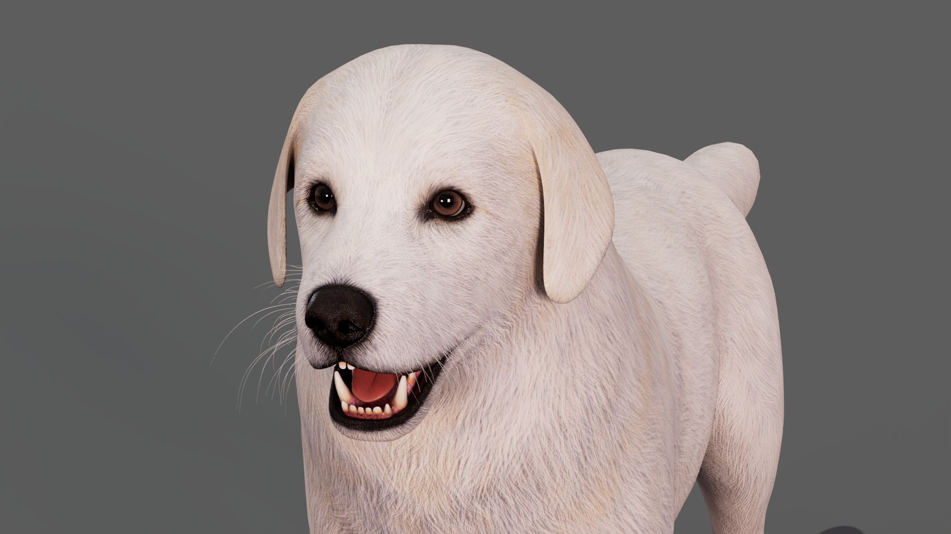 Great Pyrenees Dog 3D model https://p.turbosquid.com/ts-thumb/dU/zx2Erv/XR/greatpyreneesdog3dmodel11/jpg/1769290483/1920x1080/fit_q87/46498eec5d50a186709cc726168b669f5354c664/greatpyreneesdog3dmodel11.jpg