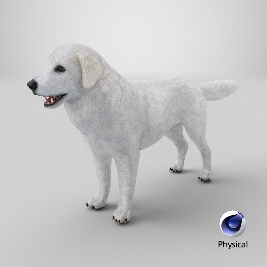 Great Pyrenees Dog 3D model https://p.turbosquid.com/ts-thumb/dU/zx2Erv/gH/stemcell_cinema_4d_physical_render/png/1770059536/1920x1080/fit_q87/6bf51ff52335ce9e124fbaac09768207f8a7e5ae/stemcell_cinema_4d_physical_render.jpg