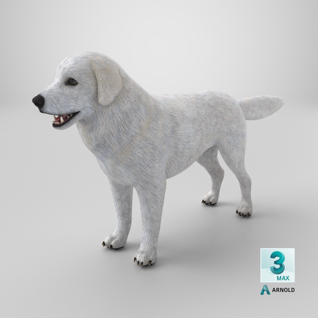 Great Pyrenees Dog 3D model https://p.turbosquid.com/ts-thumb/dU/zx2Erv/jy/stemcell_max_arnold_render/png/1770059540/1920x1080/fit_q87/28399ad0f98e3417424be783a6ac5dbae3d7ad39/stemcell_max_arnold_render.jpg
