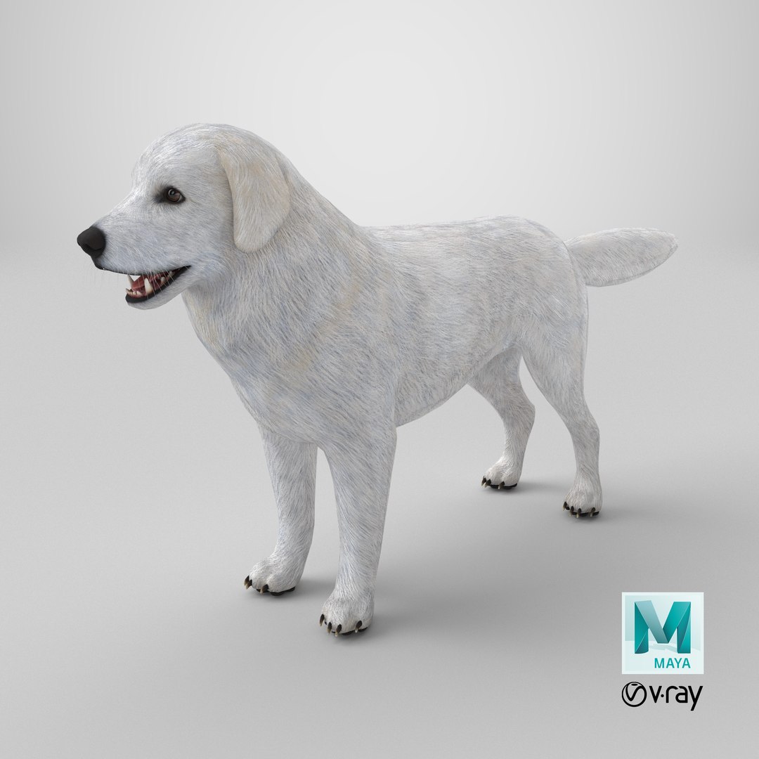 Great Pyrenees Dog 3D model https://p.turbosquid.com/ts-thumb/dU/zx2Erv/la/stemcell_maya_vray_render/png/1770059533/1920x1080/fit_q87/e1219e29e453704abd0c01da94fad47f04c05e80/stemcell_maya_vray_render.jpg