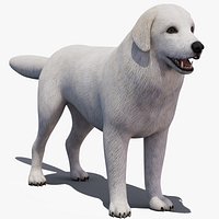 Great Pyrenees Dog