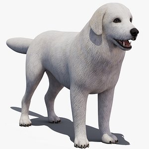 Great Pyrenees Dog