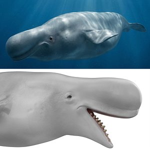 Beluga Whale Barrel Roll Swim Animated Rigged For Maya