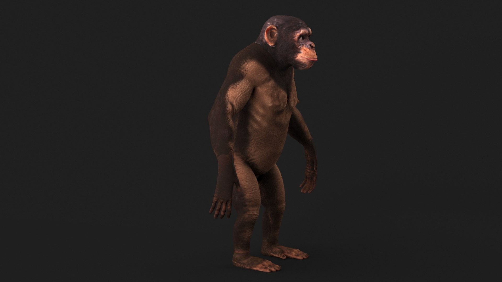 realistic 3d model https://p.turbosquid.com/ts-thumb/dV/HSu1tj/Y2MWWlsF/chimp_0003/jpg/1472407157/1920x1080/fit_q87/11ef9a5fcaa110fb6472e212b630d009a75cd581/chimp_0003.jpg