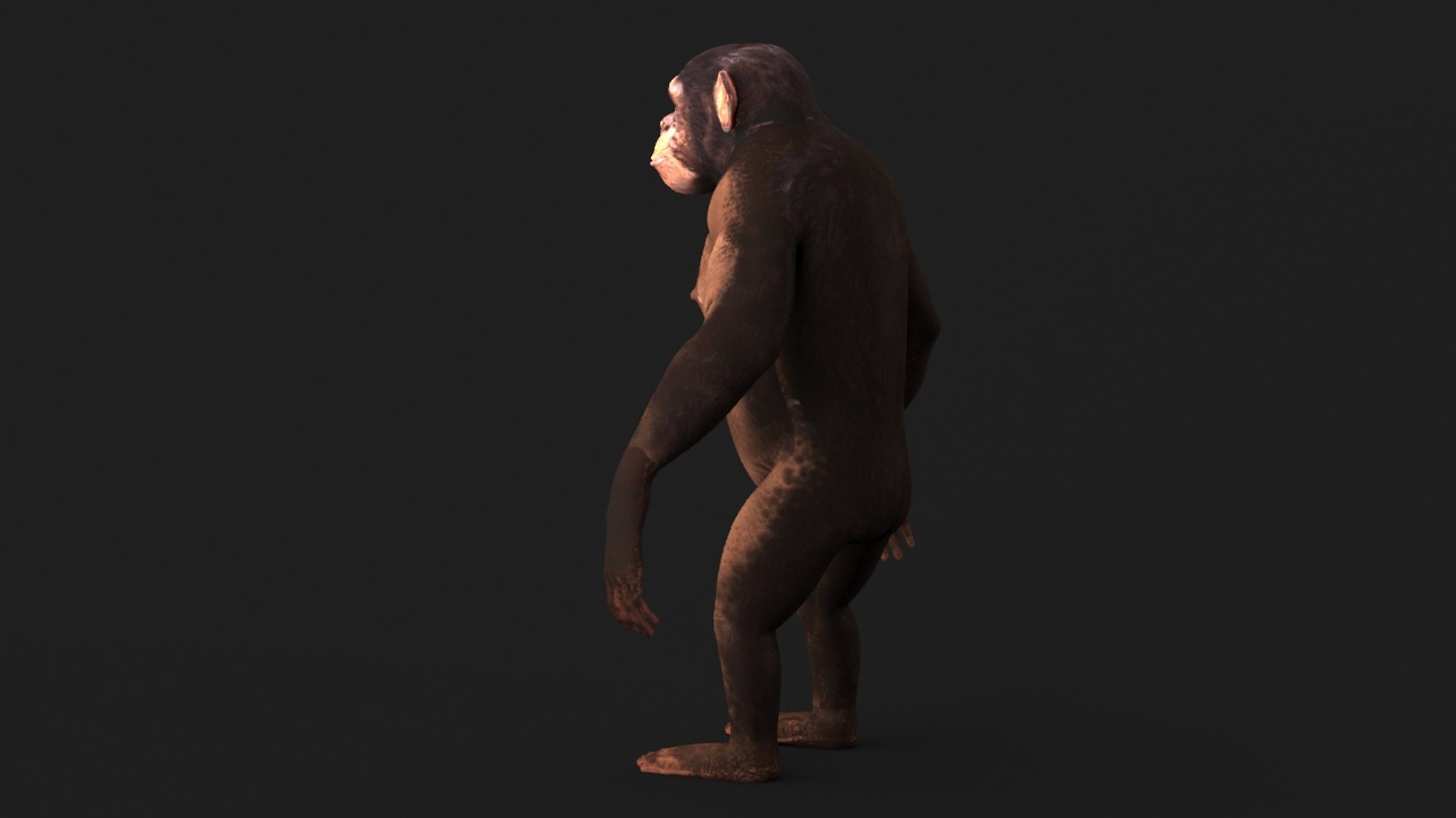 realistic 3d model https://p.turbosquid.com/ts-thumb/dV/HSu1tj/fgXtLm4X/chimp_0015/jpg/1472407157/1920x1080/fit_q87/8935a142579318499874a564b76b7ecefe3385d4/chimp_0015.jpg