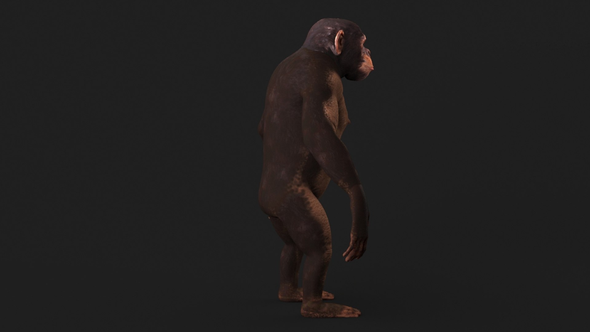 realistic 3d model https://p.turbosquid.com/ts-thumb/dV/HSu1tj/ooehuRlG/chimp_0006/jpg/1472407157/1920x1080/fit_q87/80d11b6f8903e87a1c4d61851c114b6847d28fe5/chimp_0006.jpg