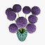 Allium