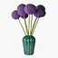 Allium