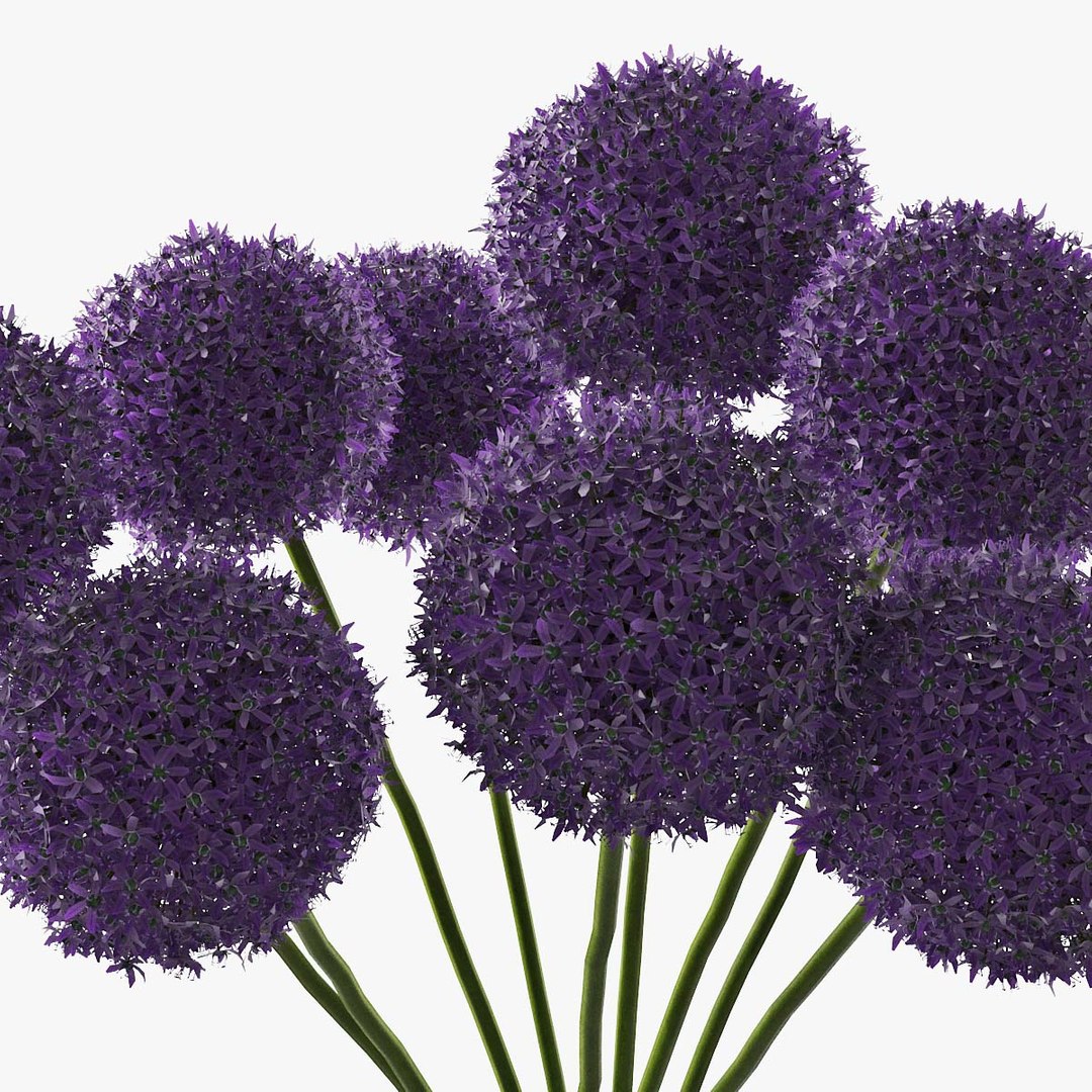 3D allium decorative vase model https://p.turbosquid.com/ts-thumb/dV/IWyjgG/DLJO5tdH/pr_08/jpg/1594567099/1920x1080/fit_q87/cff3385333baf5b8fe410b52752ae797329f7580/pr_08.jpg
