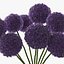 Allium