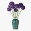 Allium