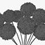 Allium
